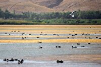 برنامه مدیریت زیست‌بومی تالاب قوپی‌باباعلی تدوین شد / گامی مهم برای احیای دومین تالاب بین‌المللی مهاباد