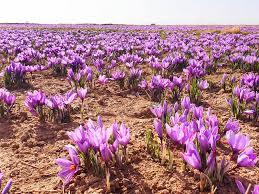 آغاز برداشت زعفران درشهرستان فارسان