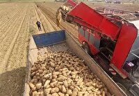 اختصاص رتبه نخست تولید چغندر قند به شهرستان کیار