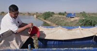 رهاسازی ۲ میلیون و ۵۰۰ هزار قطعه بچه‌ماهی بومی در تالاب بین‌المللی شادگان