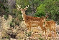 هشدار محیط‌زیست درباره قاچاق حیات‌وحش